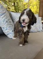 Fudge, a male Bernedoodle for sale in Royse City, TX – 3 of 5