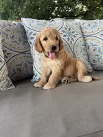 Lemon F1 Goldendoodle, a male Goldendoodle for sale in Fate, TX – 5 of 7