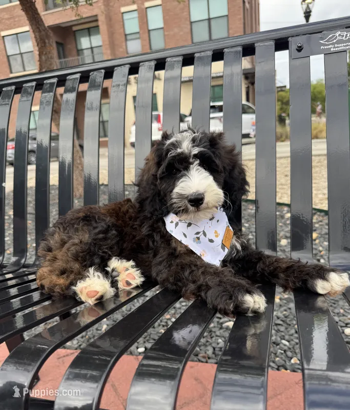 Cookies n Cream – Bernedoodle puppy for sale in Royse City, TX