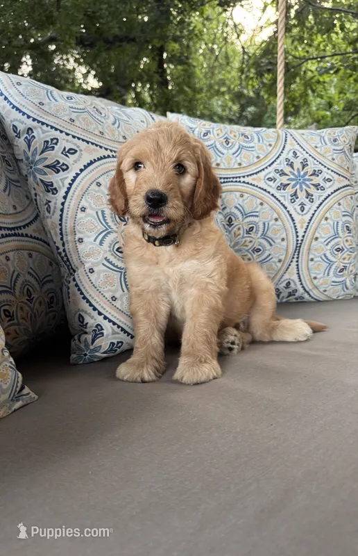 Lemon F1 Goldendoodle – Goldendoodle puppy for sale in Fate, TX