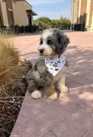 Dolphin, a female Bernedoodle for sale in Royse City, TX – 4 of 5
