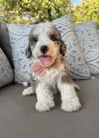 Vanilla, a female Bernedoodle for sale in Royse City, TX – 3 of 10