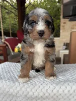 Seahorse, a male Bernedoodle for sale in Royse City, TX – 6 of 6
