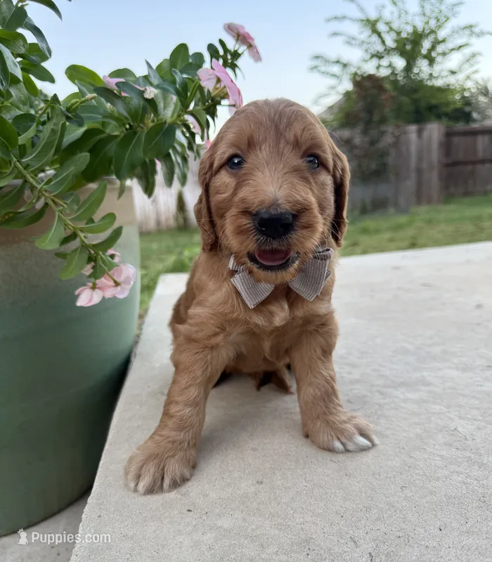 Orange – Goldendoodle puppy for sale in Fate, TX