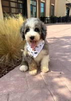 Dolphin, a female Bernedoodle for sale in Royse City, TX – 3 of 5