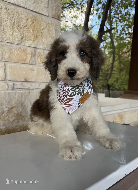 Gelato – Bernedoodle puppy for sale in Royse City, TX
