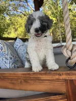 Rocky Road, a male Bernedoodle for sale in Royse City, TX – 2 of 6