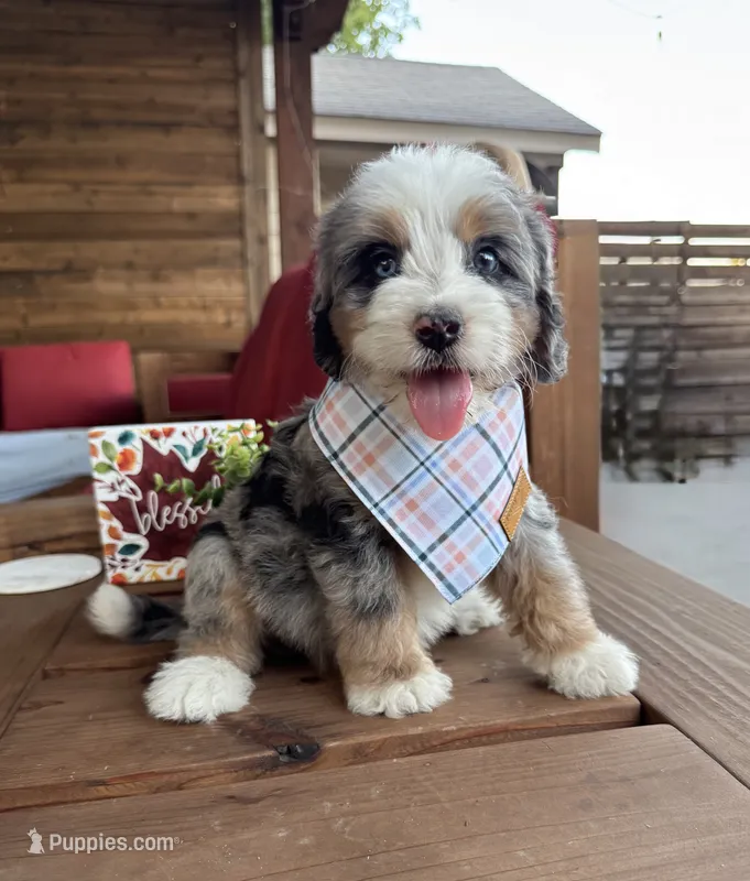 Izzie – Bernedoodle puppy for sale in Royse City, TX