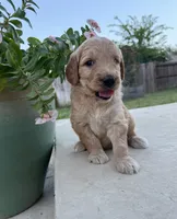 Lemon, a male Goldendoodle for sale in Fate, TX – 3 of 6