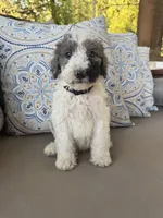 Rocky Road, a male Bernedoodle for sale in Royse City, TX – 5 of 6