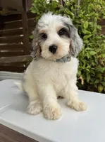 Merideth, a female Bernedoodle for sale in Royse City, TX – 7 of 10