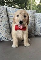 Citrus F1 goldendoodle, a male Goldendoodle for sale in Fate, TX – 5 of 6