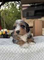 Seahorse, a male Bernedoodle for sale in Royse City, TX – 5 of 6