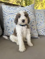 Gelato, a male Bernedoodle for sale in Royse City, TX – 2 of 4
