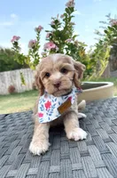 Liberty, a female Cockapoo and Poodle - Miniature  for sale in Royse City, TX – 7 of 7
