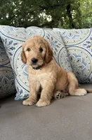 Lemon F1 Goldendoodle, a male Goldendoodle for sale in Fate, TX – 3 of 7