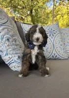 Fudge, a male Bernedoodle for sale in Royse City, TX – 2 of 5