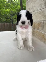 Star, a female Bernedoodle for sale in Fate, TX – Photo 4 of 5