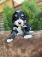 Pluto, a male Bernedoodle for sale in Fate, TX – Photo 4 of 7