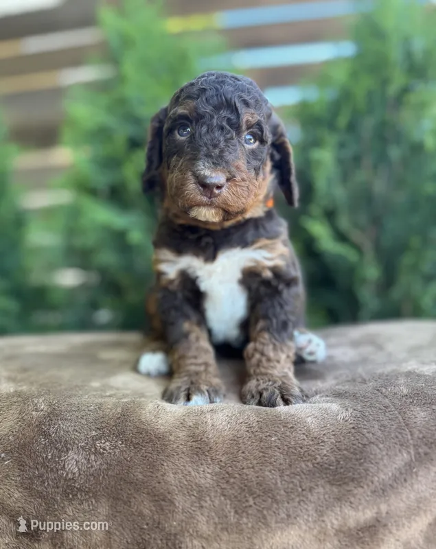 Mercury – Bernedoodle puppy for sale in Fate, TX