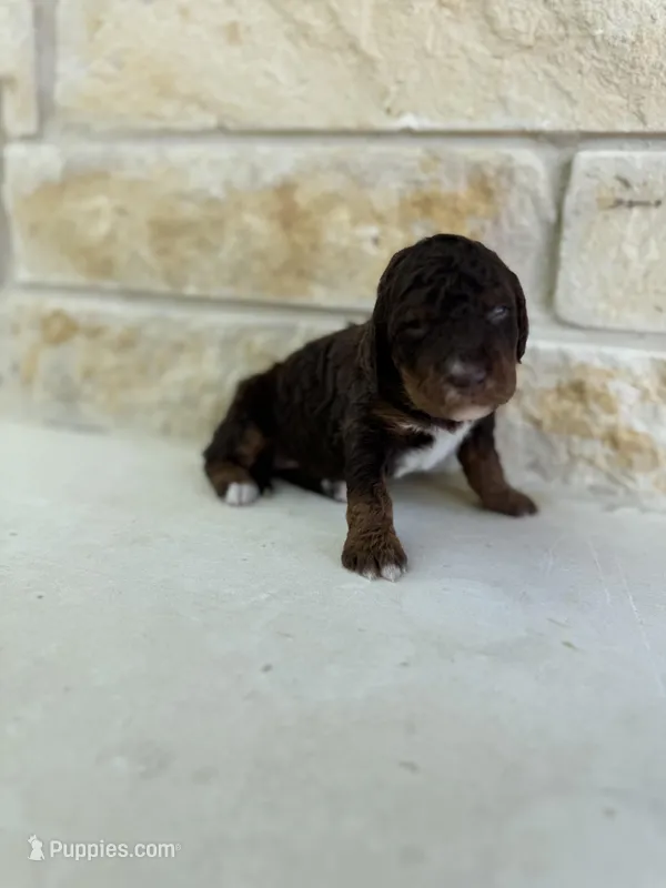 Mercury – Bernedoodle puppy for sale in Fate, TX