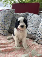 Star, a female Bernedoodle for sale in Fate, TX – Photo 5 of 5