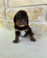 Mercury, a male Bernedoodle for sale in Fate, TX – Photo 4 of 5