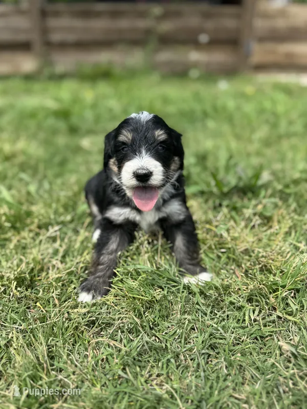 Pluto – Bernedoodle puppy for sale in Fate, TX