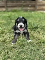 Pluto, a male Bernedoodle for sale in Fate, TX – Photo 1 of 7