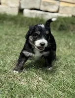 Pluto, a male Bernedoodle for sale in Fate, TX – Photo 2 of 7