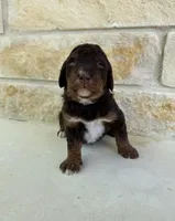 Mercury, a male Bernedoodle for sale in Fate, TX – Photo 2 of 5