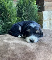Pluto, a male Bernedoodle for sale in Fate, TX – Photo 7 of 7