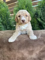 Saturn, a female Bernedoodle for sale in Fate, TX – Photo 3 of 4