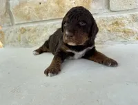 Mercury, a male Bernedoodle for sale in Fate, TX – Photo 3 of 5