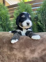 Pluto, a male Bernedoodle for sale in Fate, TX – Photo 6 of 7