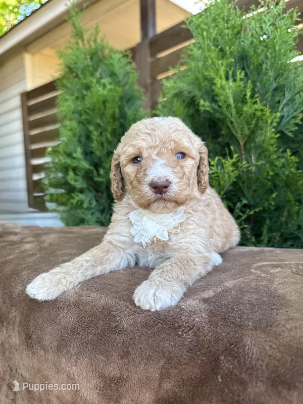 Saturn – Bernedoodle puppy for sale in Fate, TX