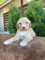 Saturn, a female Bernedoodle for sale in Fate, TX – Photo 1 of 4