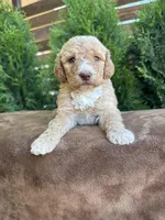 Saturn, a female Bernedoodle for sale in Fate, TX – Photo 2 of 4