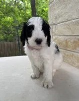Star, a female Bernedoodle for sale in Fate, TX – Photo 2 of 5