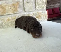 Mercury, a male Bernedoodle for sale in Fate, TX – Photo 5 of 5