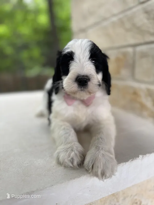Star – Bernedoodle puppy for sale in Fate, TX