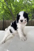 Star, a female Bernedoodle for sale in Fate, TX – Photo 3 of 5