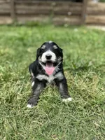 Pluto, a male Bernedoodle for sale in Fate, TX – Photo 3 of 7