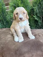 Saturn, a female Bernedoodle for sale in Fate, TX – Photo 4 of 4