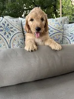 Lemon F1 Goldendoodle, a male Goldendoodle for sale in Fate, TX – 4 of 7