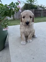 Citrus, a male Goldendoodle for sale in Fate, TX – 2 of 3