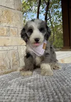 Sundae, a female Bernedoodle for sale in Royse City, TX – 5 of 5