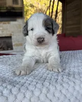 Oak, a male Bernedoodle for sale in Royse City, TX – 5 of 5