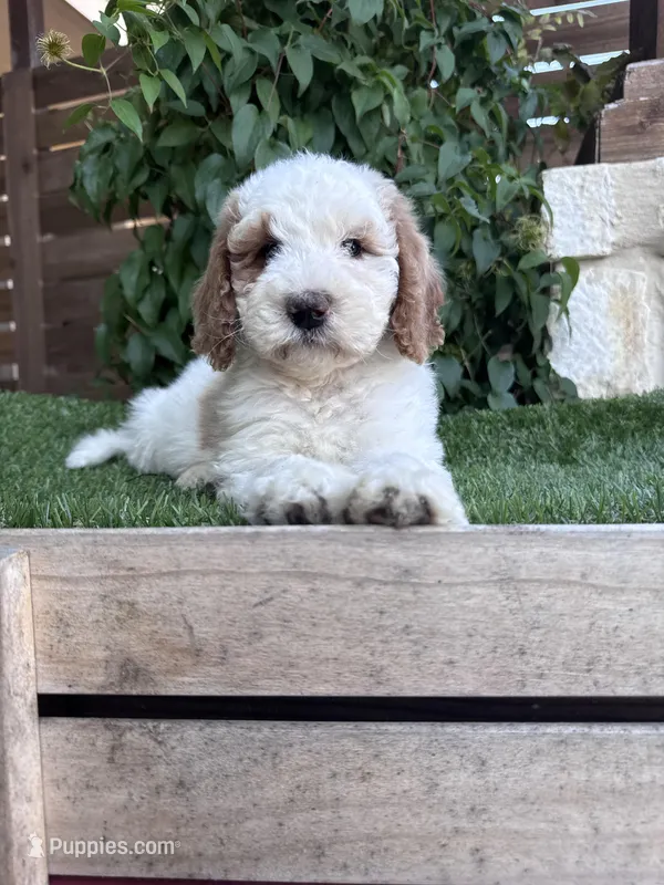 Venus – Bernedoodle puppy for sale in Fate, TX