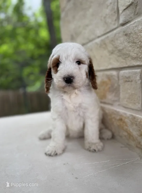 Venus – Bernedoodle puppy for sale in Fate, TX